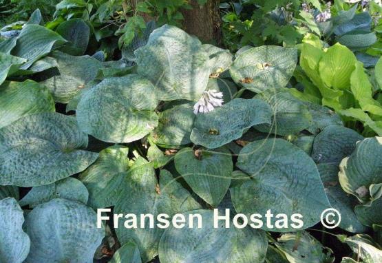 Hosta Quilted Hearts